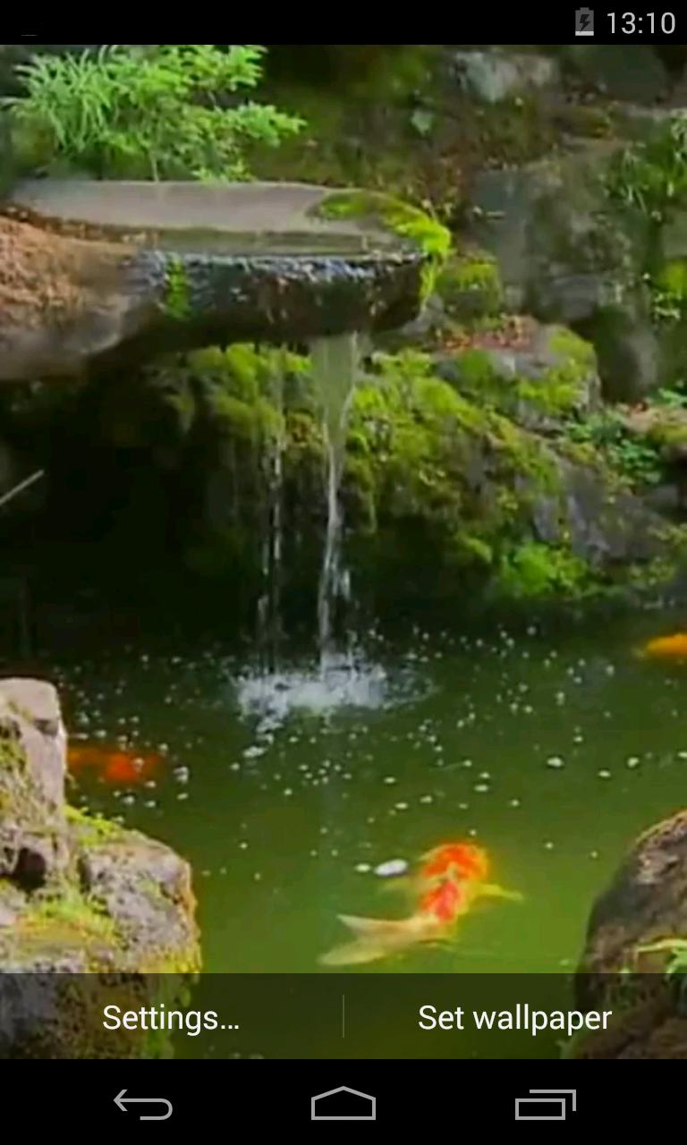 Pond with Koi Live Wallpaper